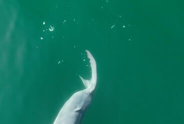 shark shedding